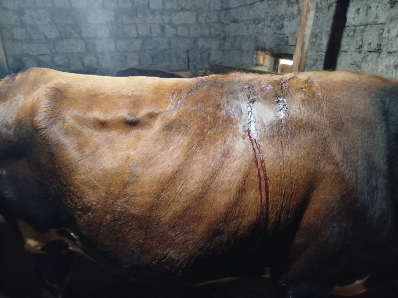 Qubada ayılar başqa kəndlərə də hücum etdi - VİDEO (YENİLƏNİB)